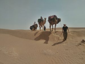 Zagora Desert; Camel Trek; Trekking In Morocco, Sahara Desert 
