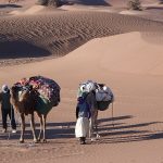 Camelters settled the camp - trekking in cheggaga desert