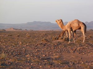 the hike in the moroccan desert - camels