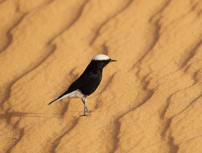 Morocco Birds