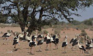 Bird Watching flamingos - Trekking Tours in Morocco | Hiking tours in Morocco | Sahara Desert tours in Morocco | Luxury Desert Morocco | The Best Things to See and Do in Morocco - Culture Trip | Marrakech things to do | Day Trip to Essaouira | Authentic things to do in Marrakech | TREKKING IN MOROCCO | Trekking in Morocco | Holidays & Hiking in Atlas Mountains | Best trails in Morocco