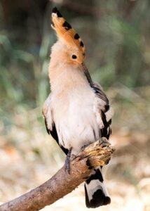 spain, hoopoe, bird-5918076.jpg