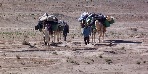camel trekking – real experience camel trekking - real experience